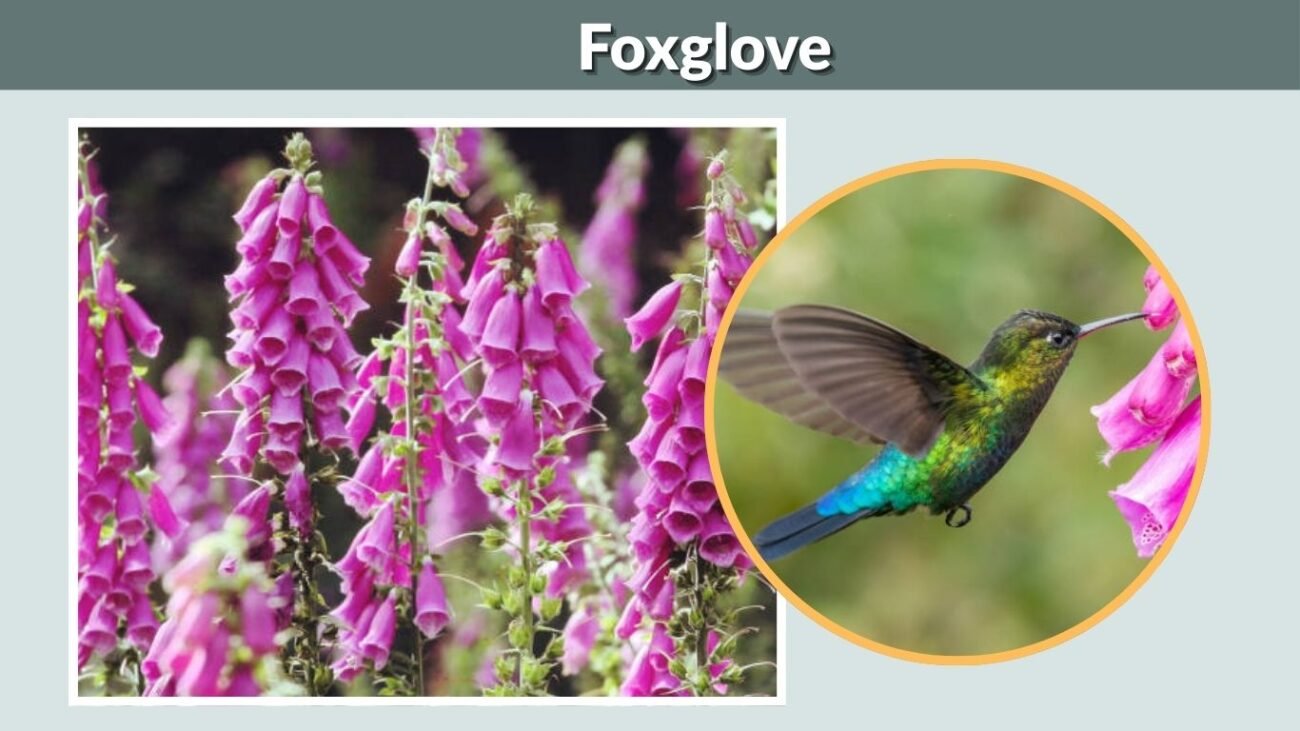 Foxglove