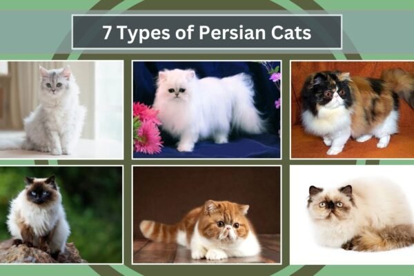7 Types of Persian Cats