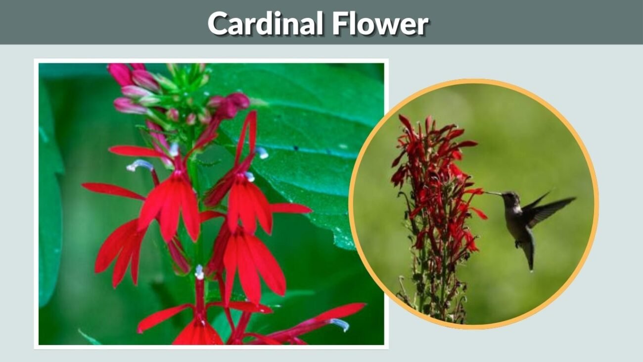 Cardinal Flower (Lobelia cardinalis)