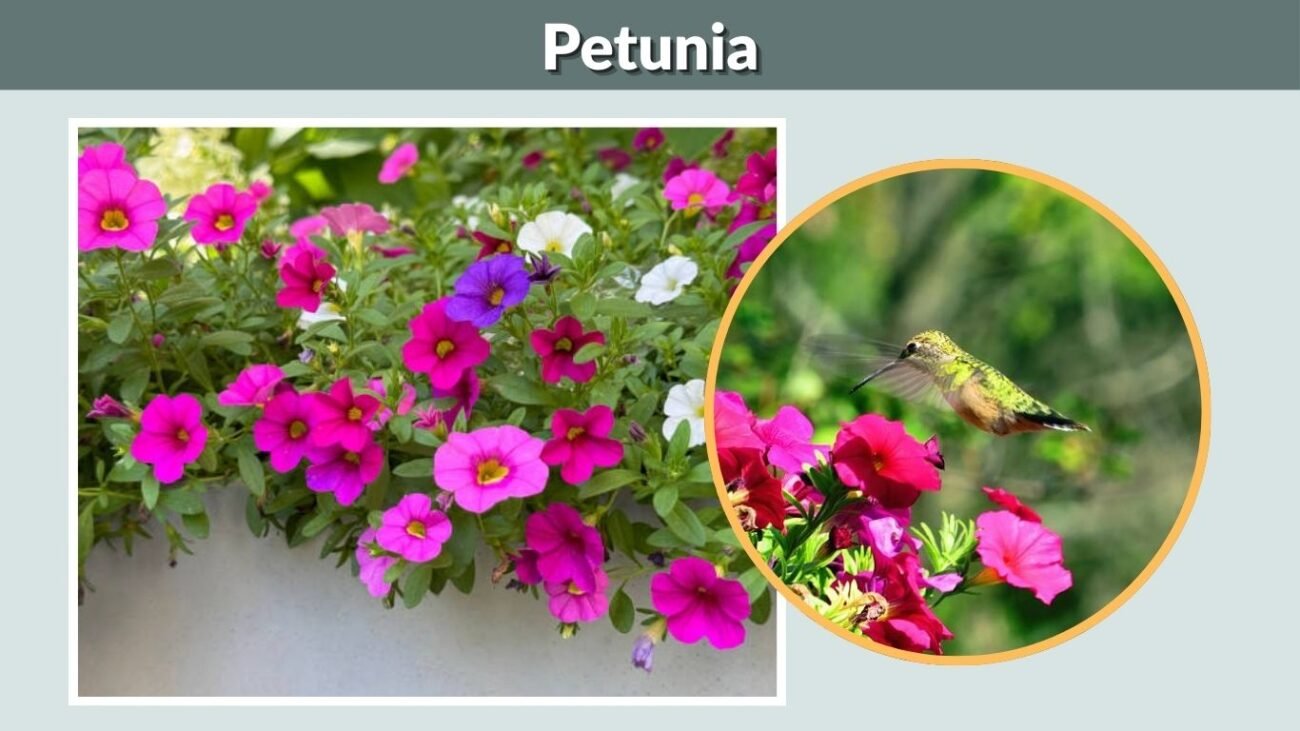 Petunia
