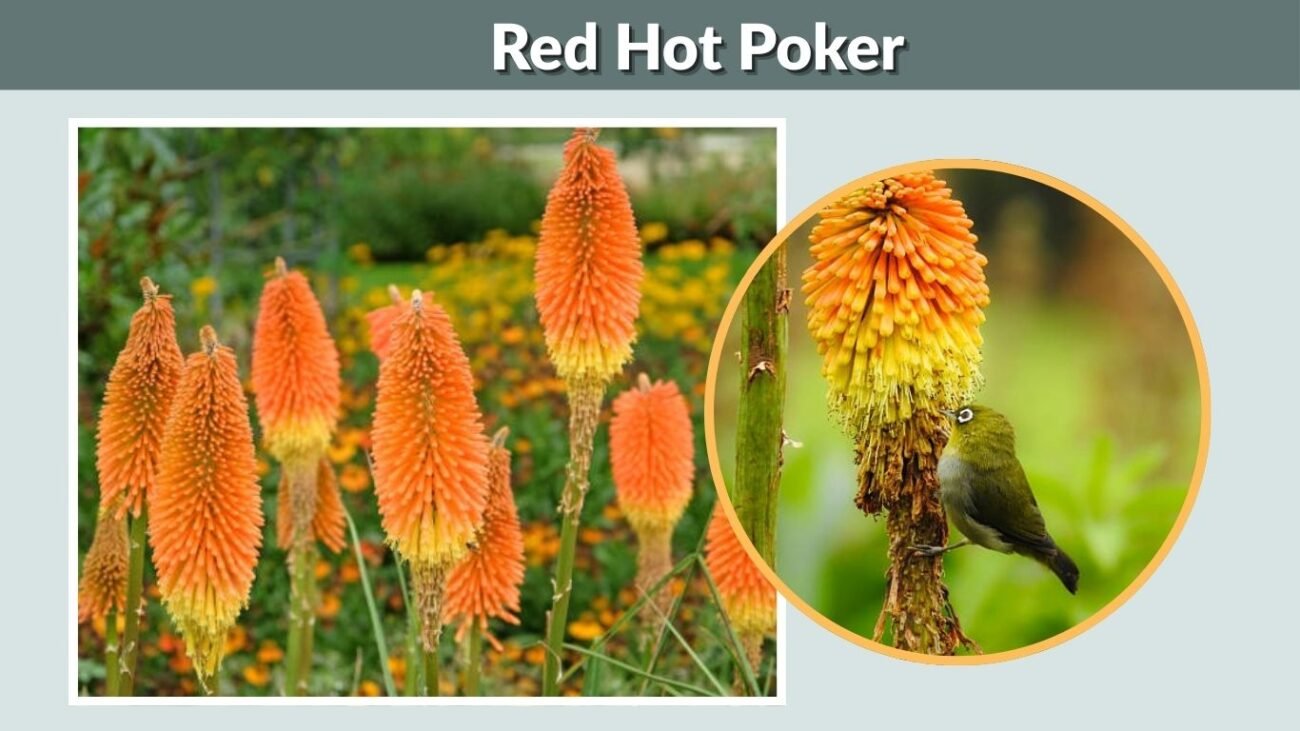 Red Hot Poker (Torch Lily)