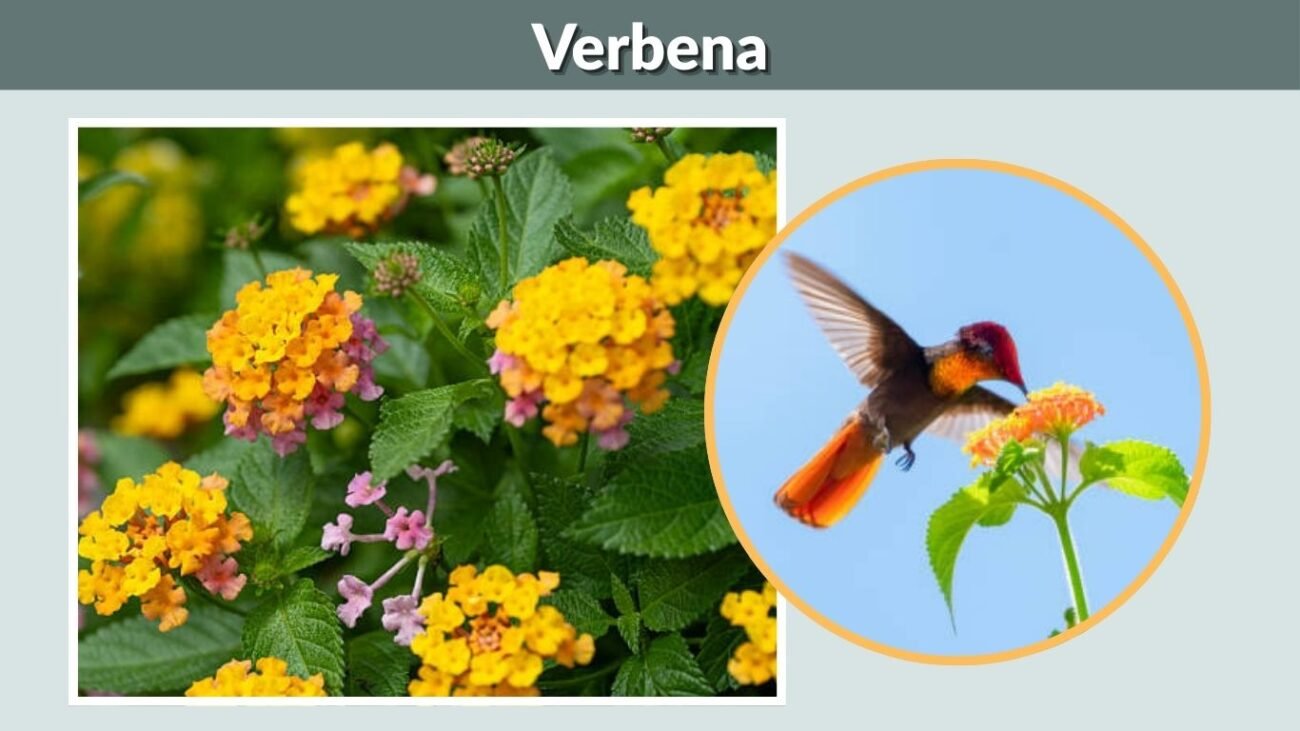 Verbena