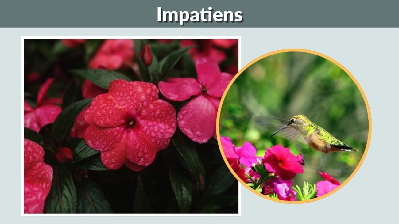 Impatiens