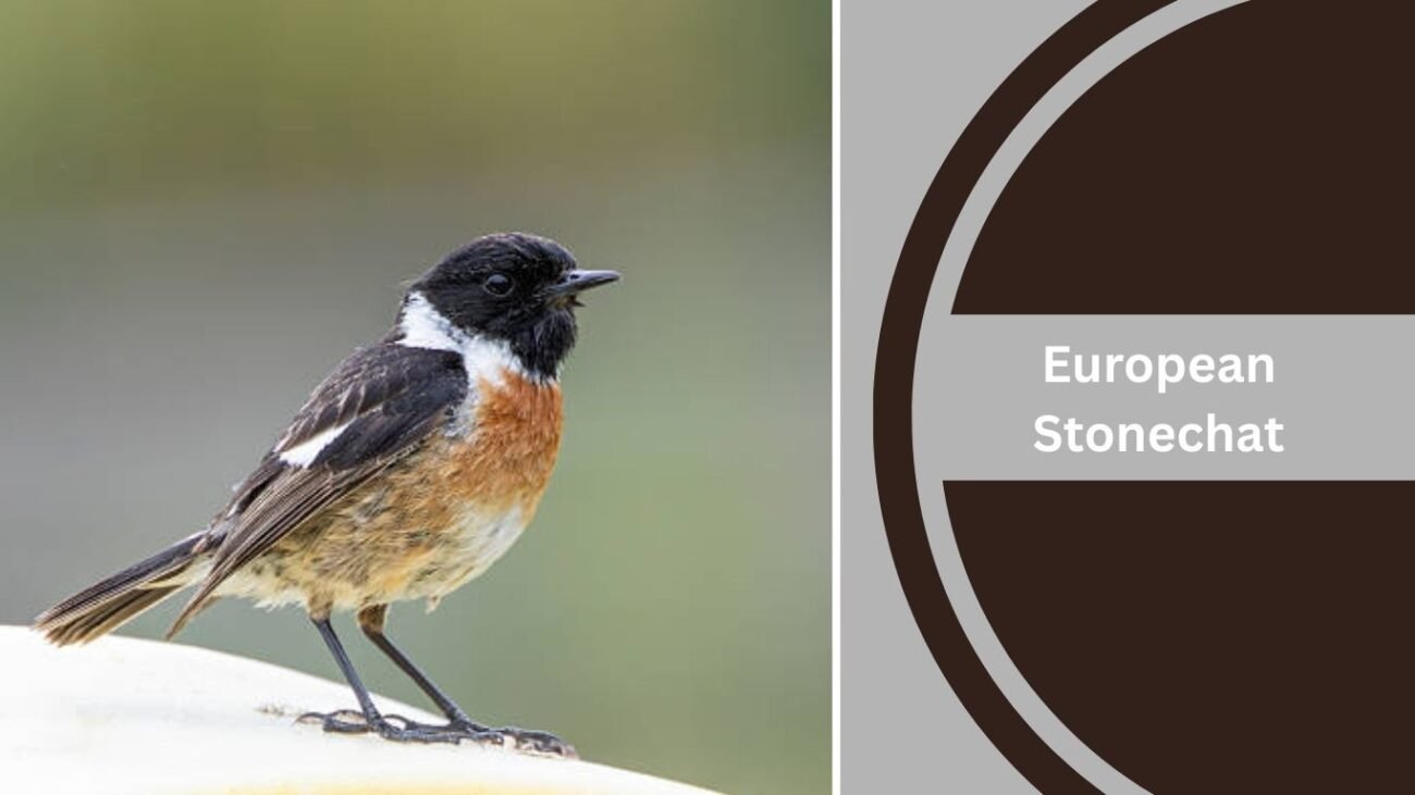 European Stonechat