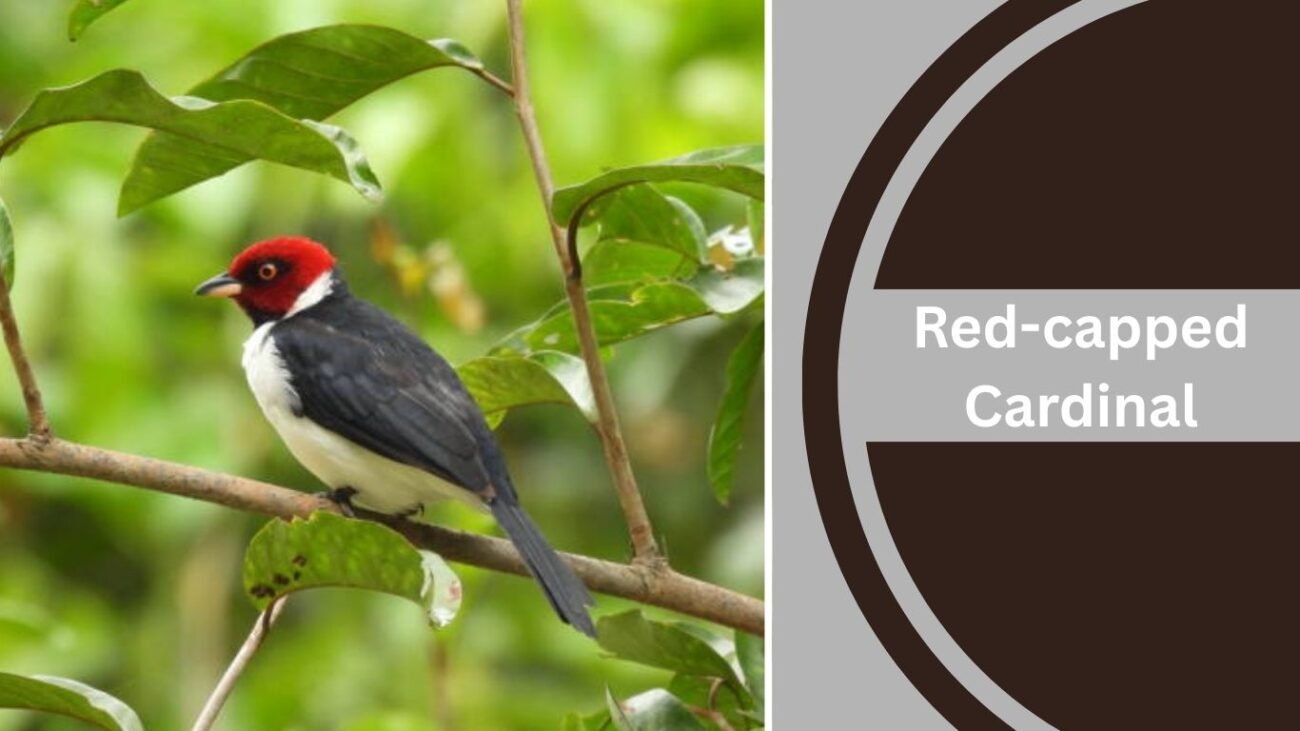 Red-capped Cardinal
