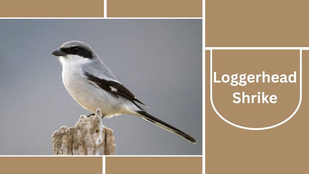 Loggerhead Shrike