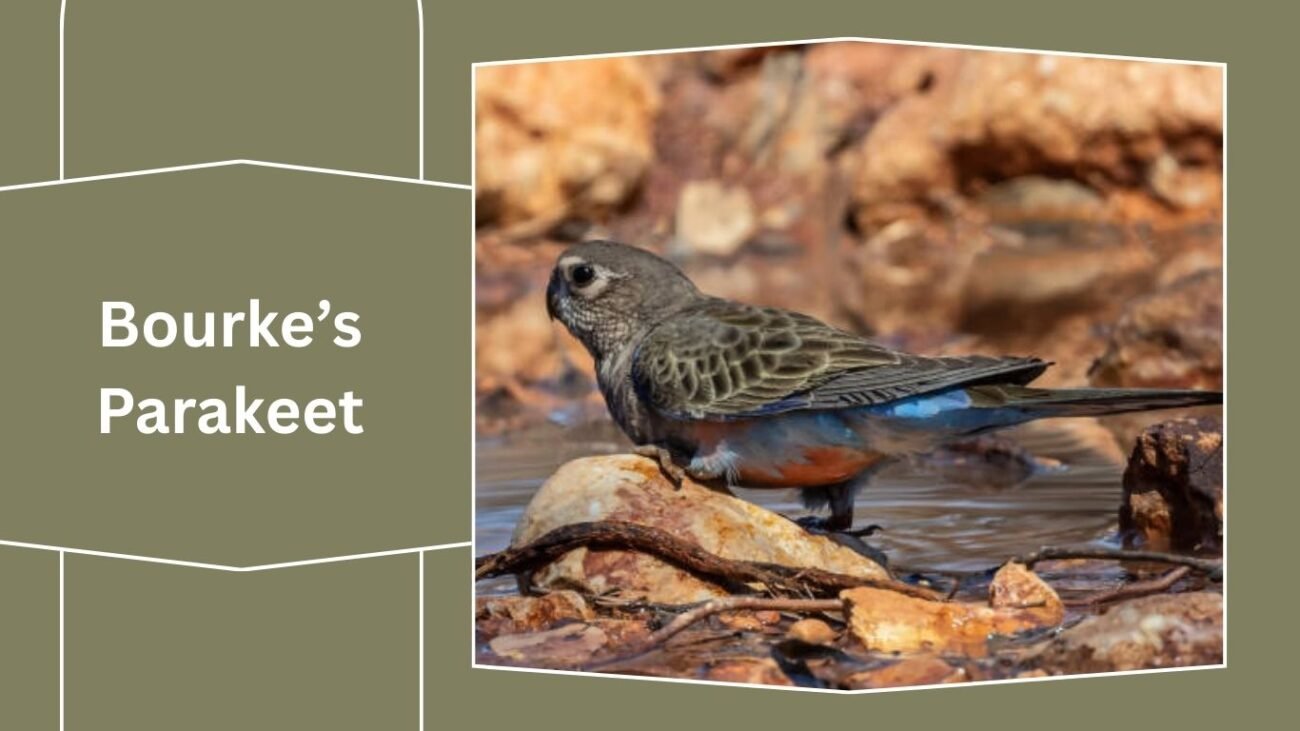 Bourke’s Parakeet