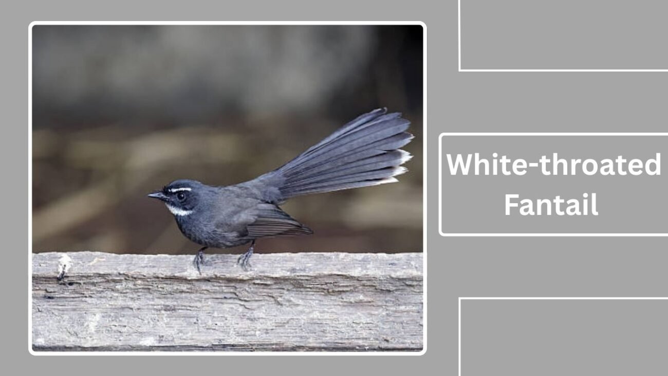 White-throated Fantail