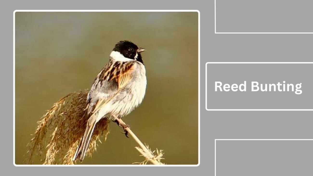 Reed Bunting