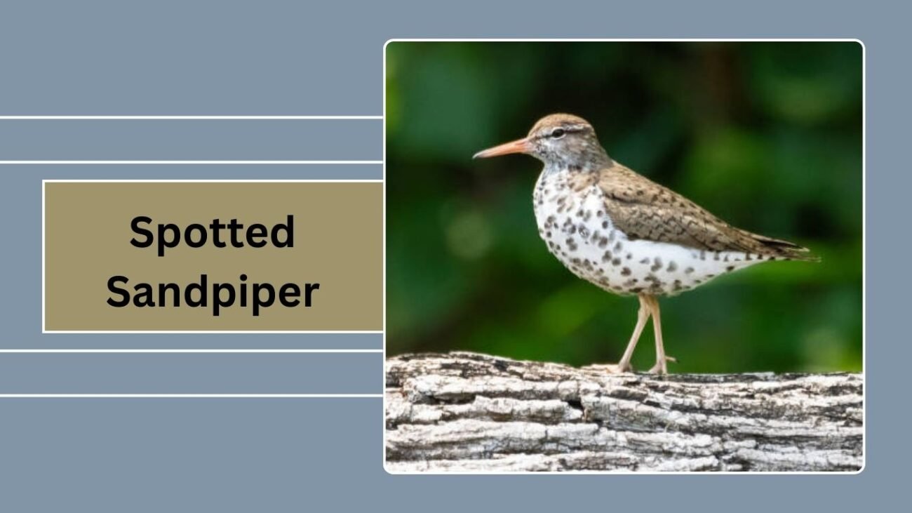 Spotted Sandpiper