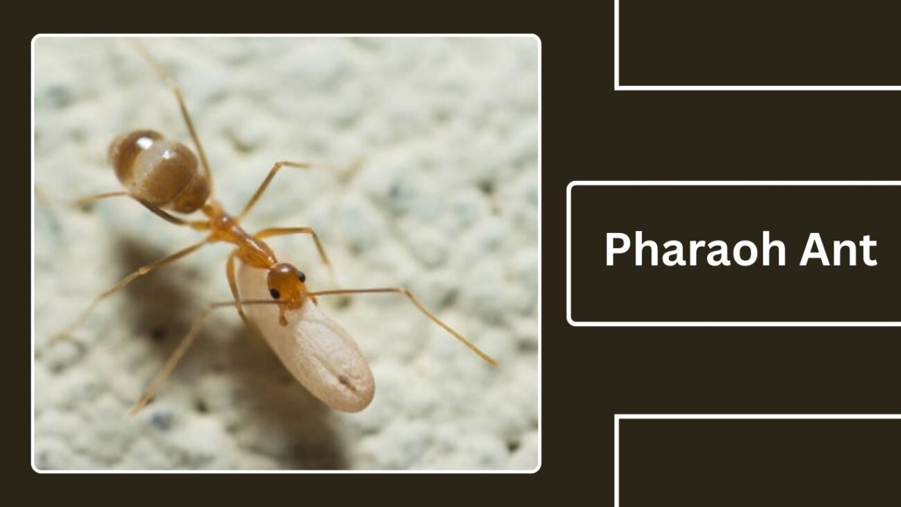 Pharaoh Ant