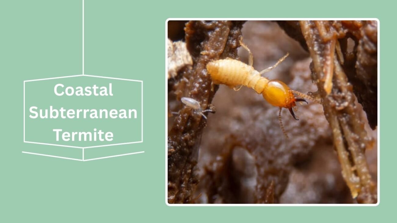 Coastal Subterranean Termite