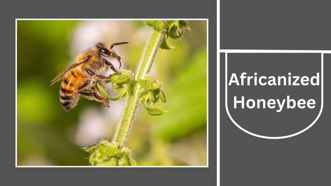Africanized Honeybee (Apis mellifera scutellata hybrid)