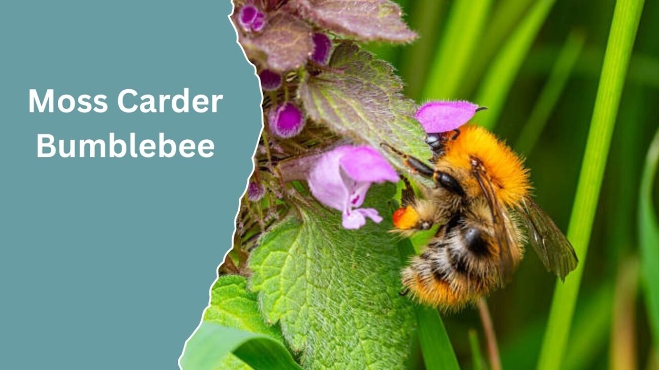 Moss Carder Bumblebee (Bombus muscorum)