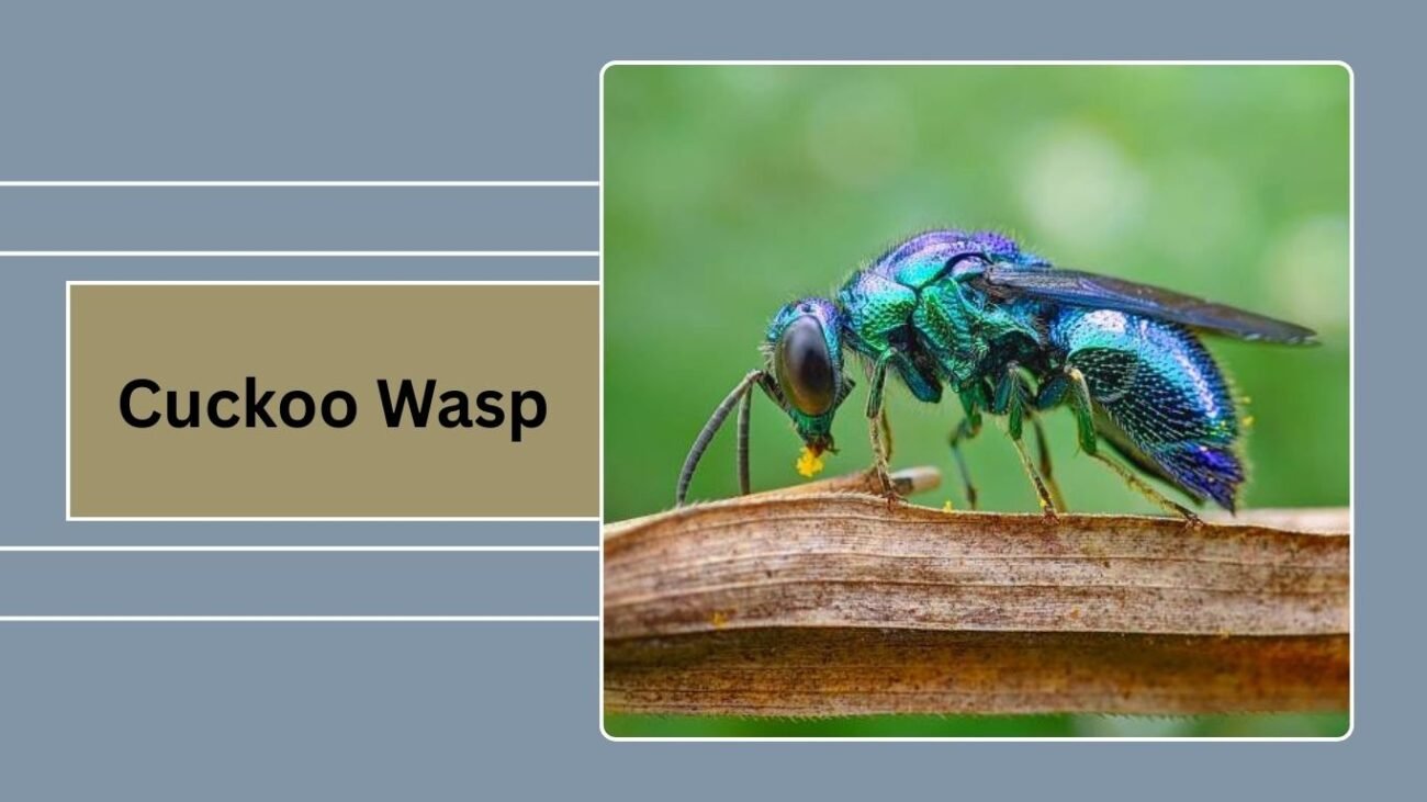 Cuckoo Wasp