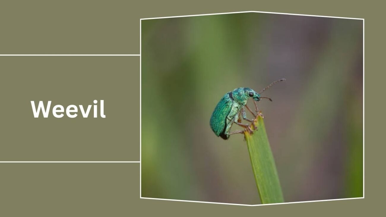 Weevil (Curculionidae)