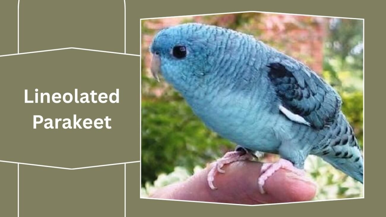 Lineolated Parakeet (Linnie)
