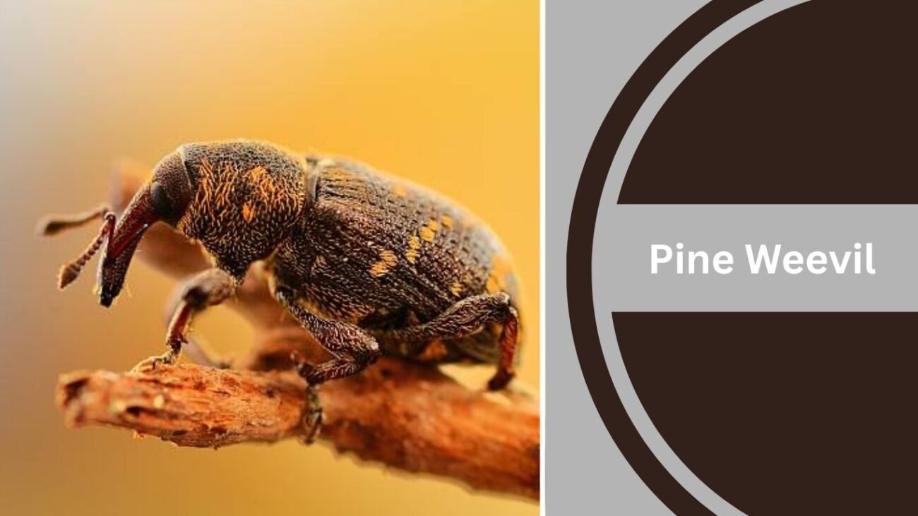 Pine Weevil