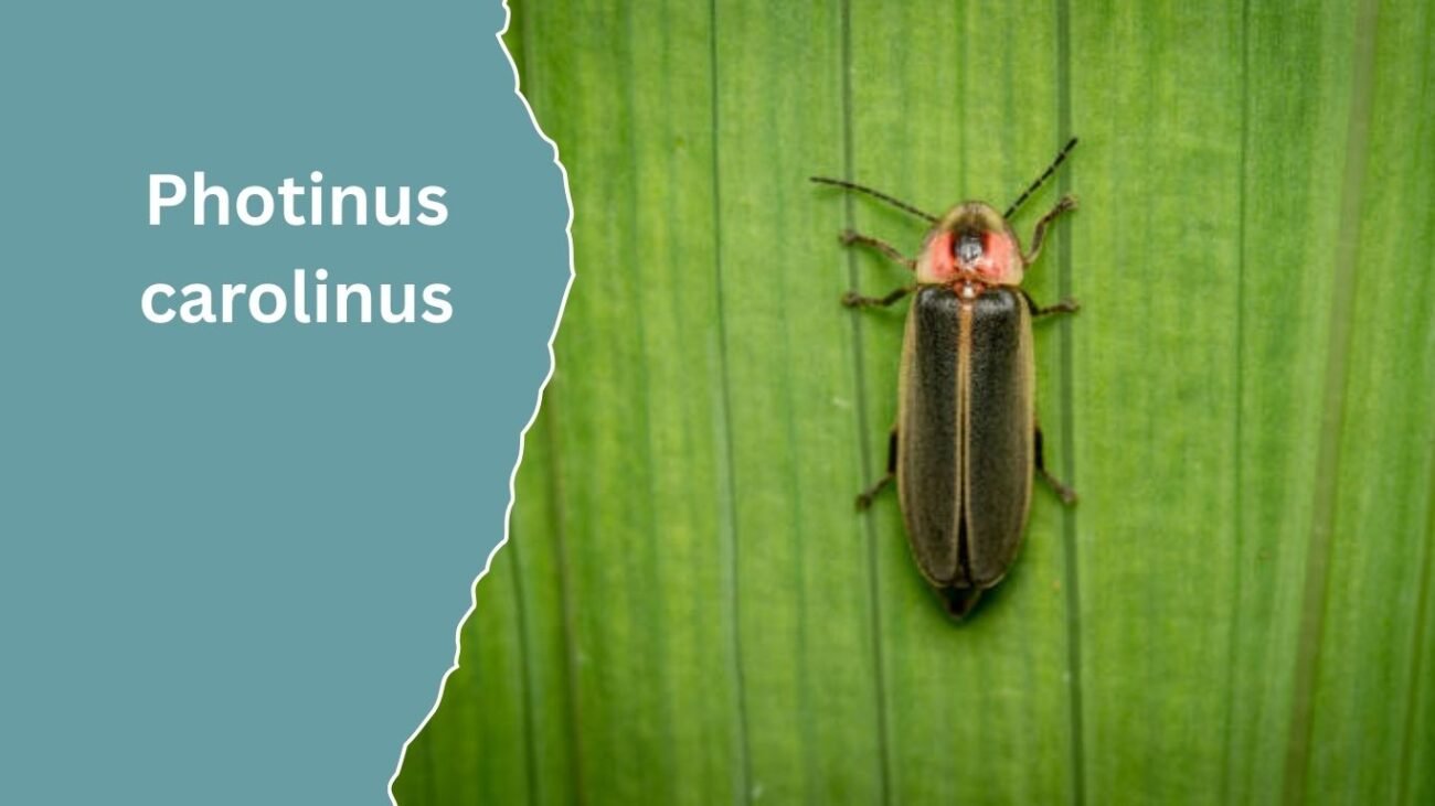 Photinus carolinus