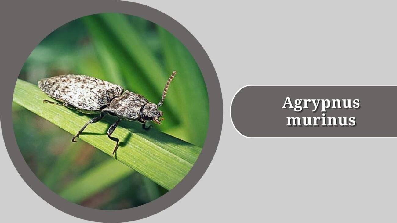 Agrypnus murinus