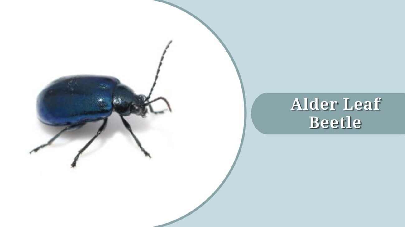Alder Leaf Beetle