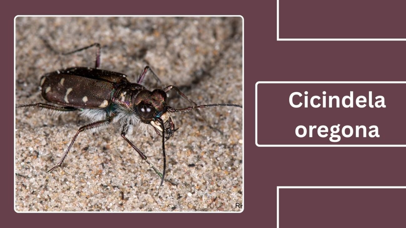 Cicindela oregona