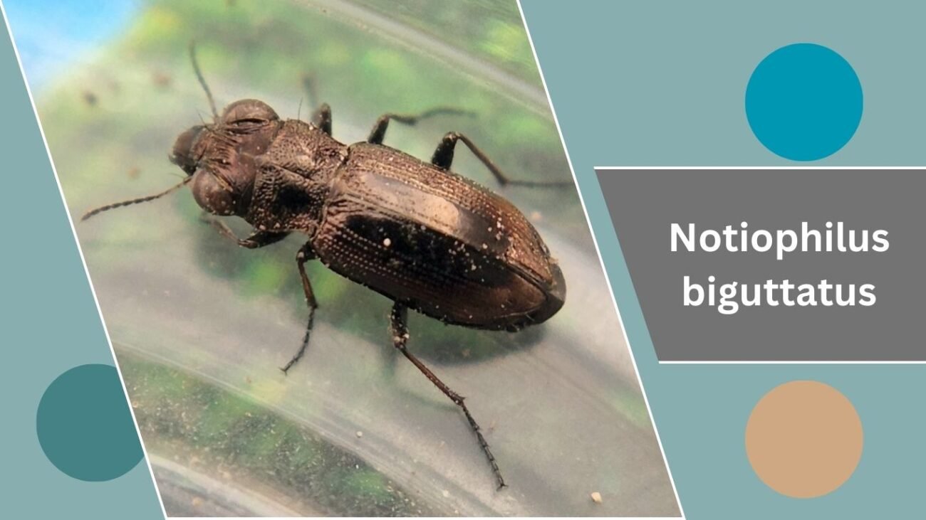 Notiophilus biguttatus