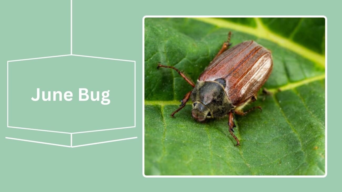 12 Types of Scarab Beetle: Identification with Pictures