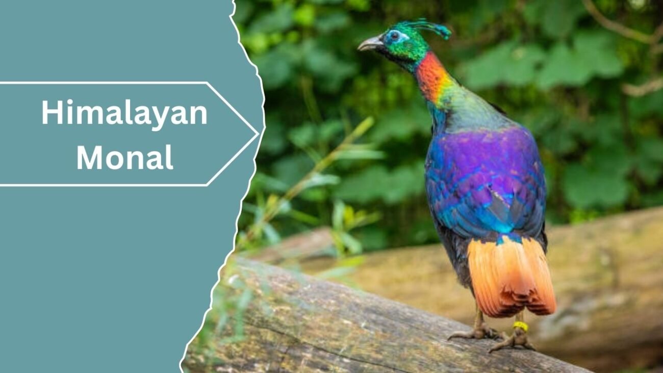 Himalayan Monal