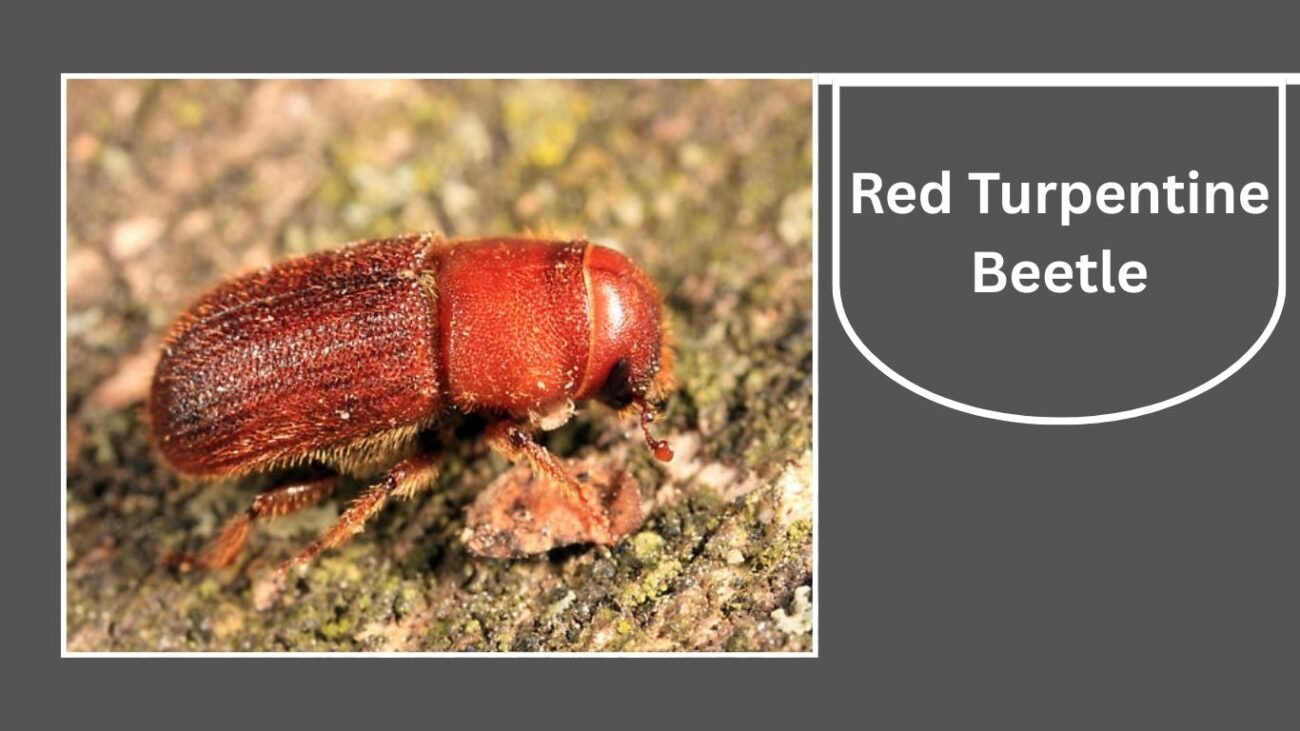 Red Turpentine Beetle