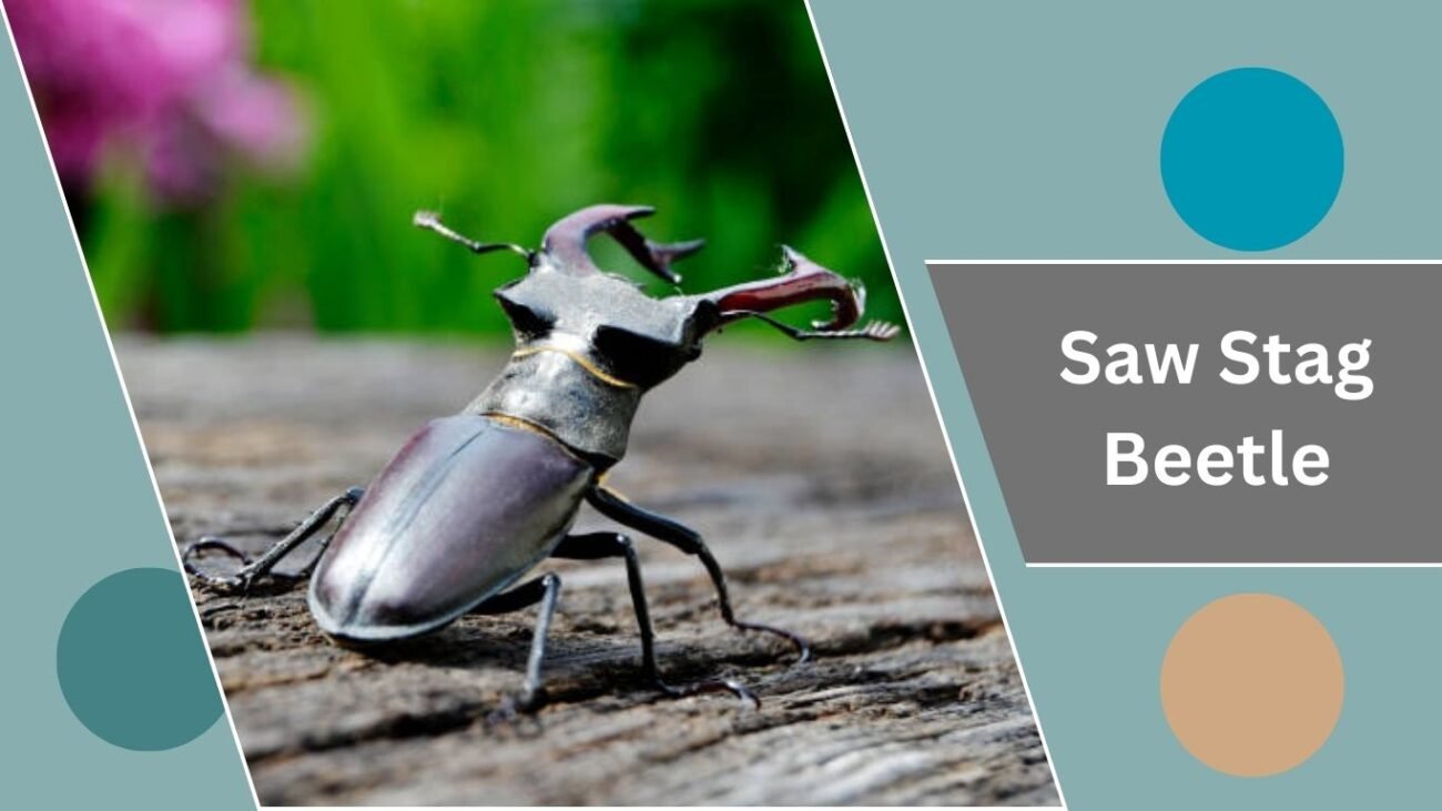 Saw Stag Beetle