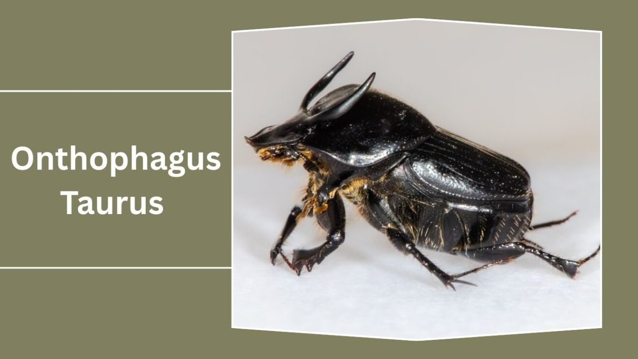 Onthophagus Taurus