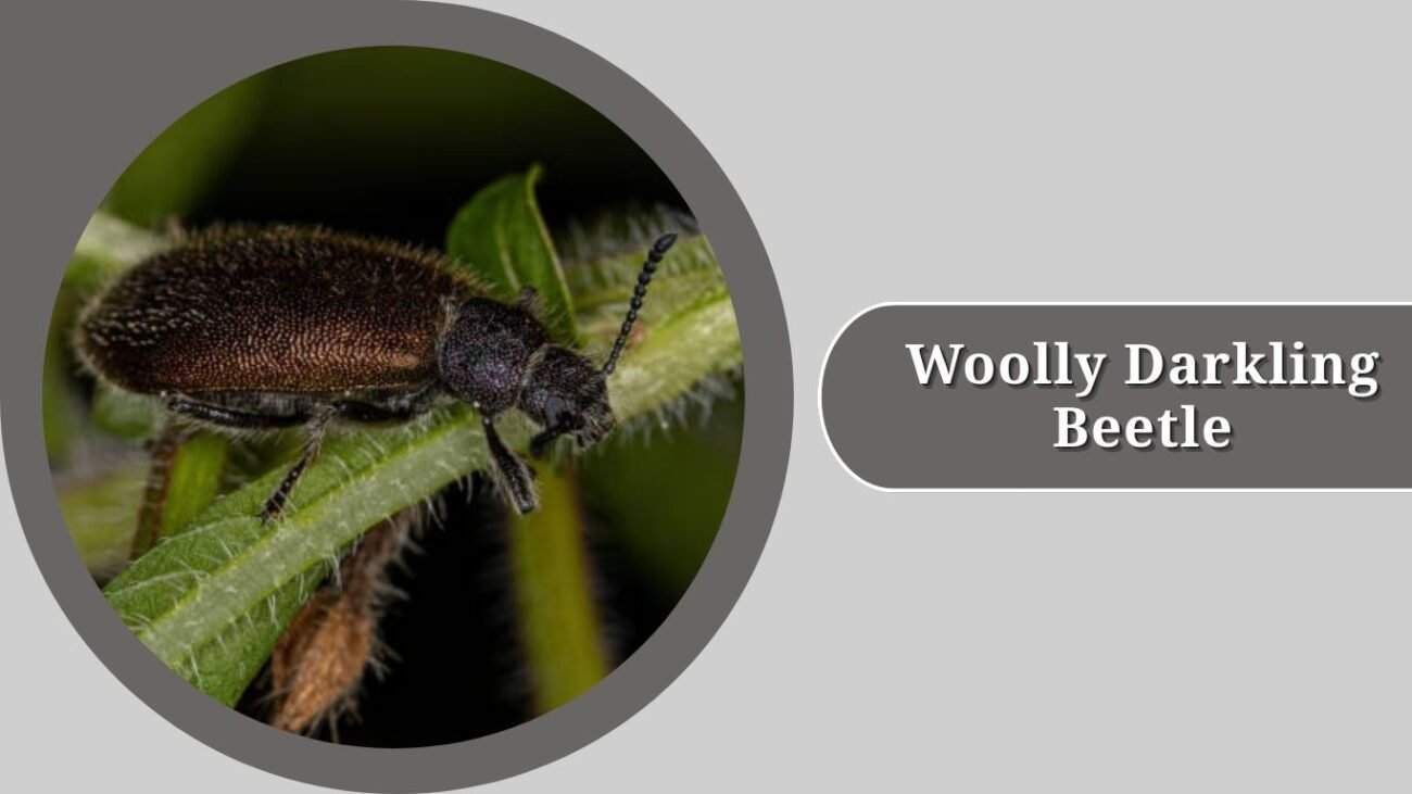 Woolly Darkling Beetle