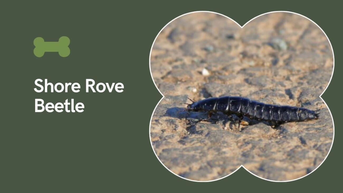 Shore Rove Beetle (Cafius xantholoma)