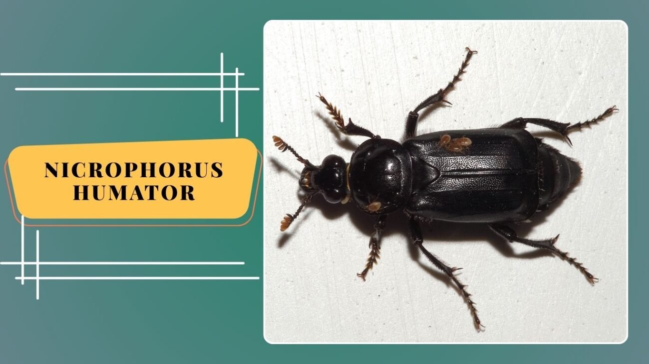 Nicrophorus humator