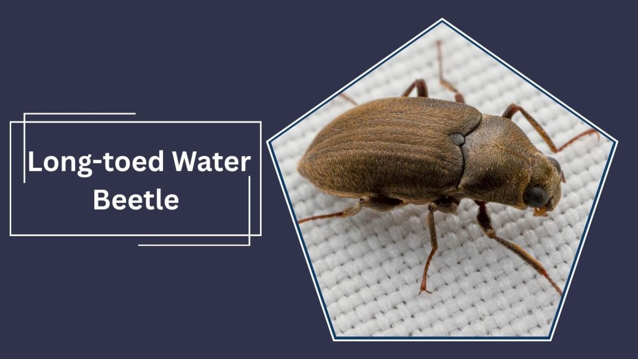Long-toed Water Beetle (Dryops luridus)