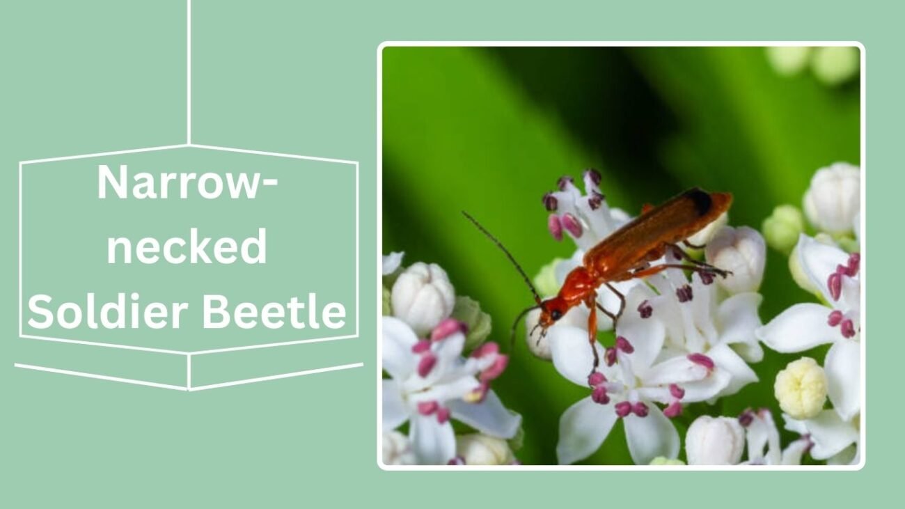 Narrow-necked Soldier Beetle (Podabrus tomentosus)