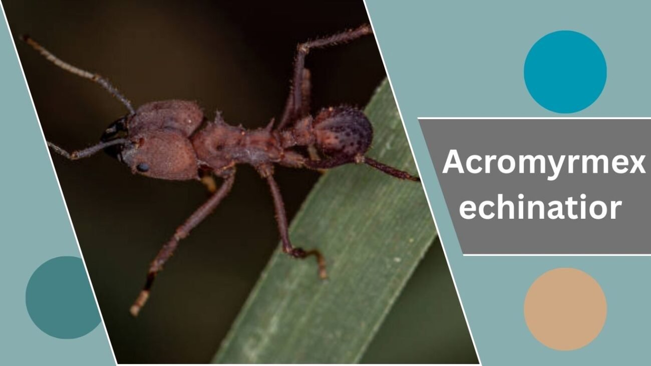 Acromyrmex echinatior