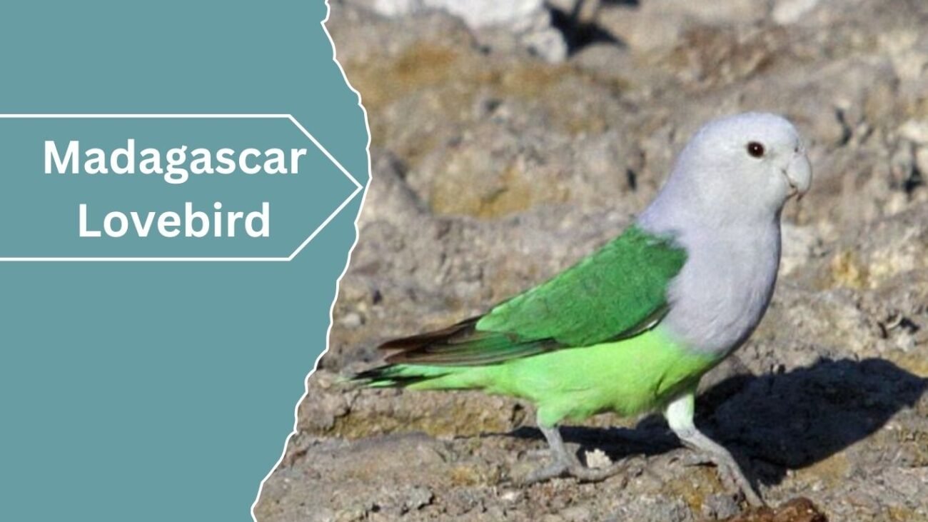 Madagascar Lovebird