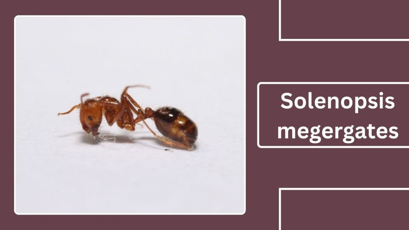 Solenopsis megergates