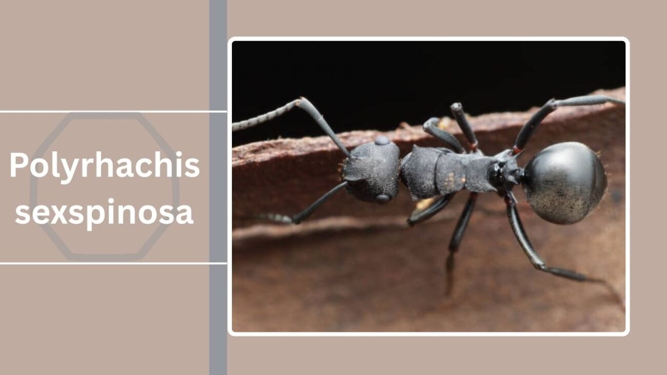Polyrhachis sexspinosa