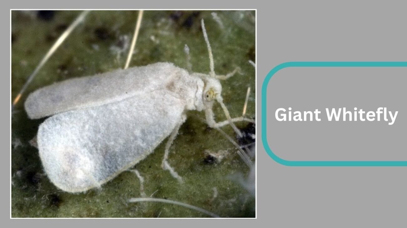 Giant Whitefly (Aleurodicus dugesii)