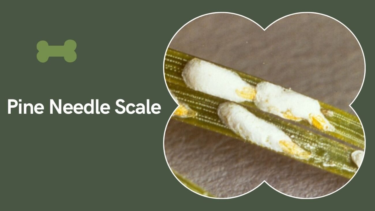 17 Types Scale Insect: Identification, Habitat, Behaviors and Diet
