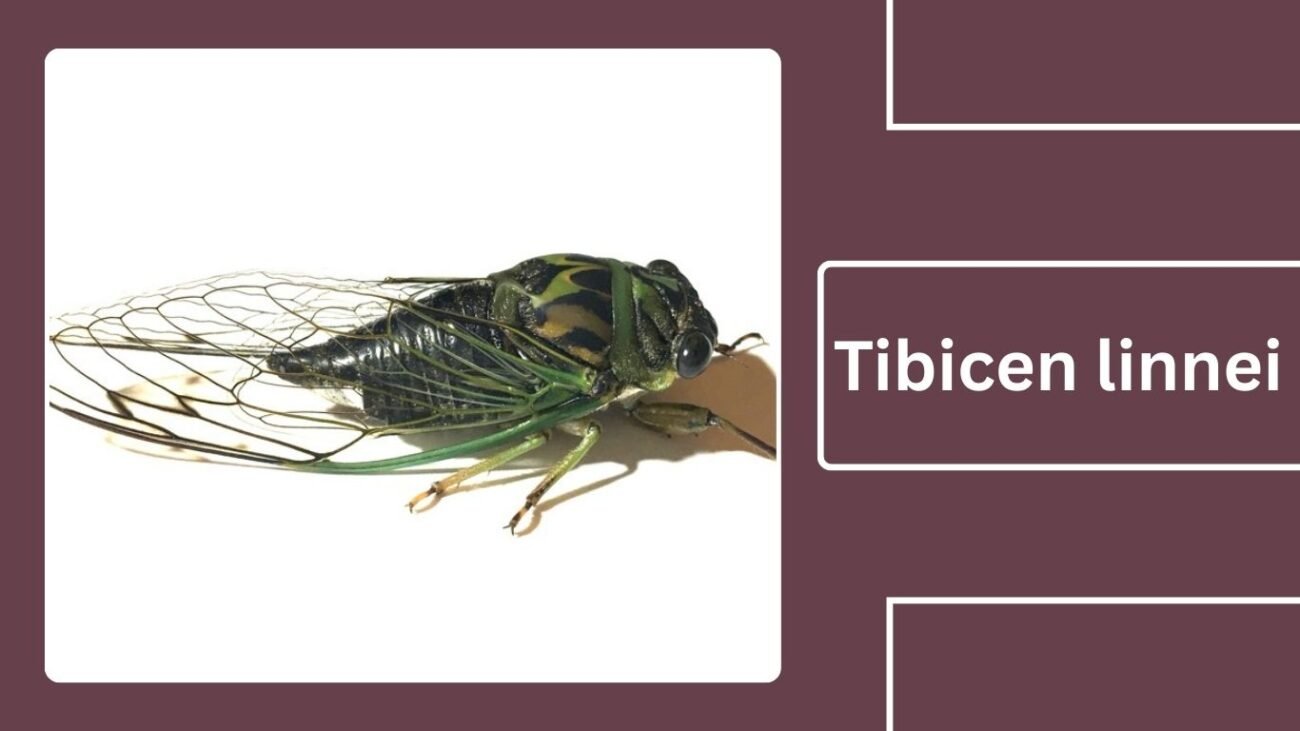 Tibicen linnei (Neotibicen linnei)