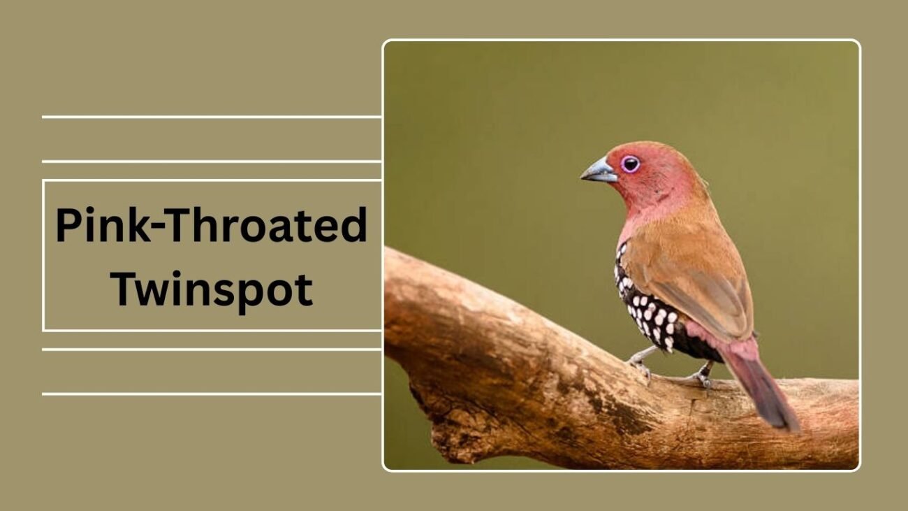 Pink-Throated Twinspot