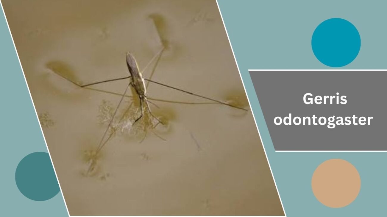 Gerris odontogaster