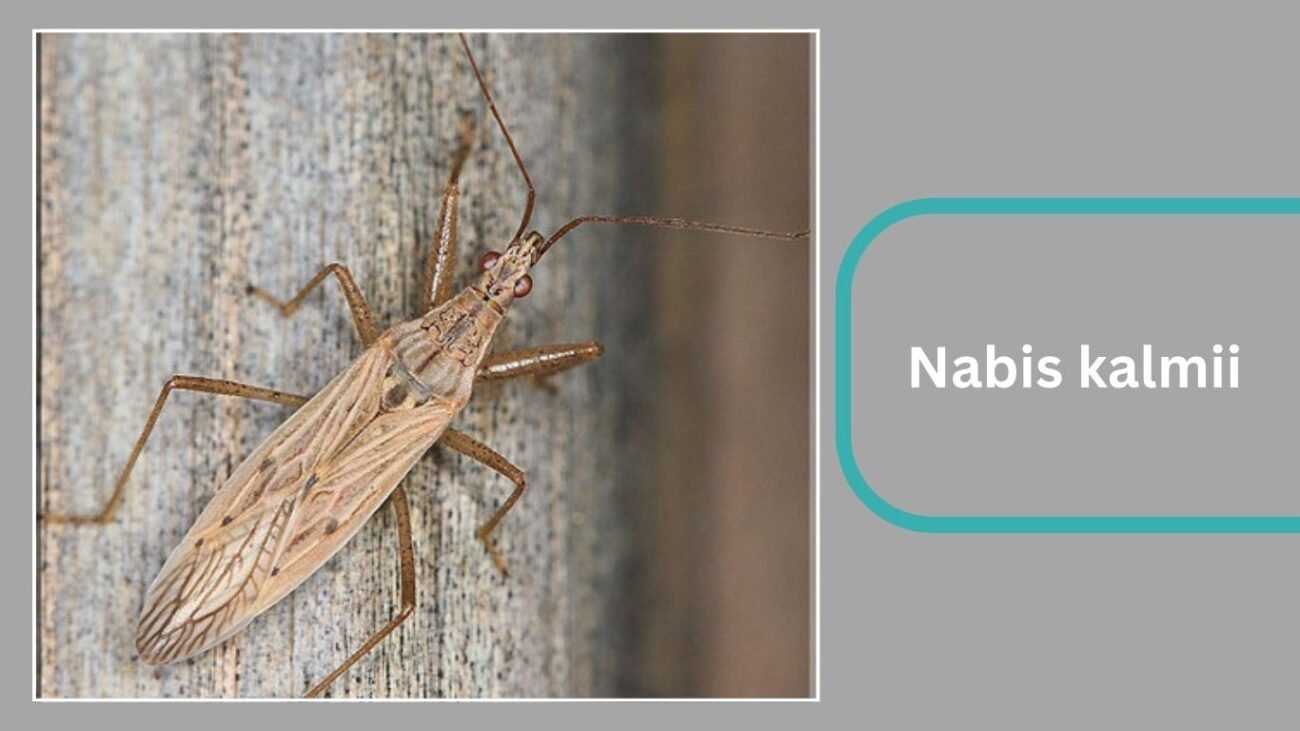 Nabis kalmii