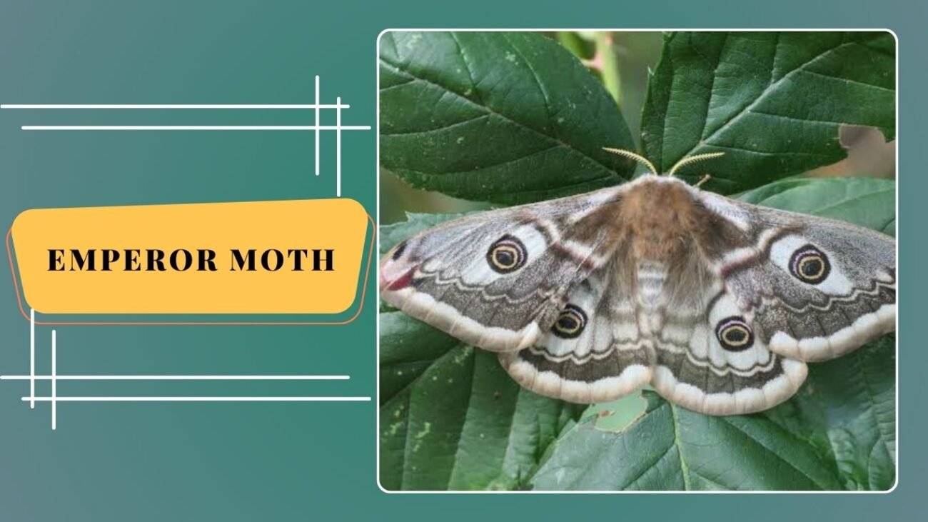 Emperor Moth (Saturnia pavonia)