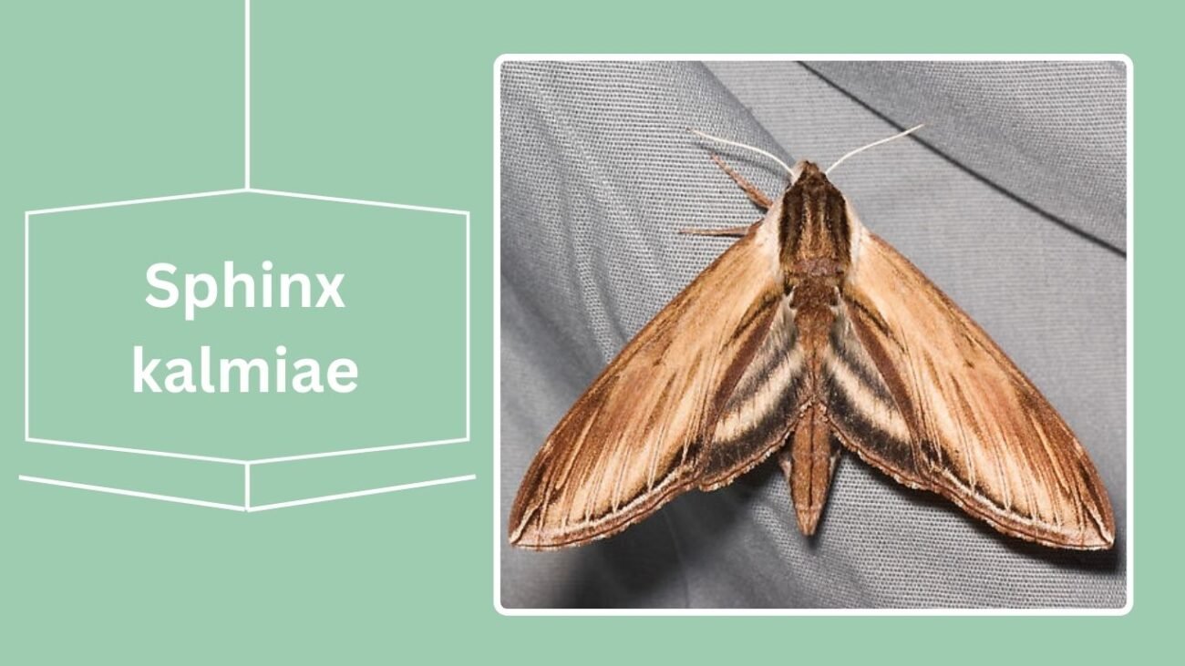 Sphinx kalmiae (Laurel Sphinx)