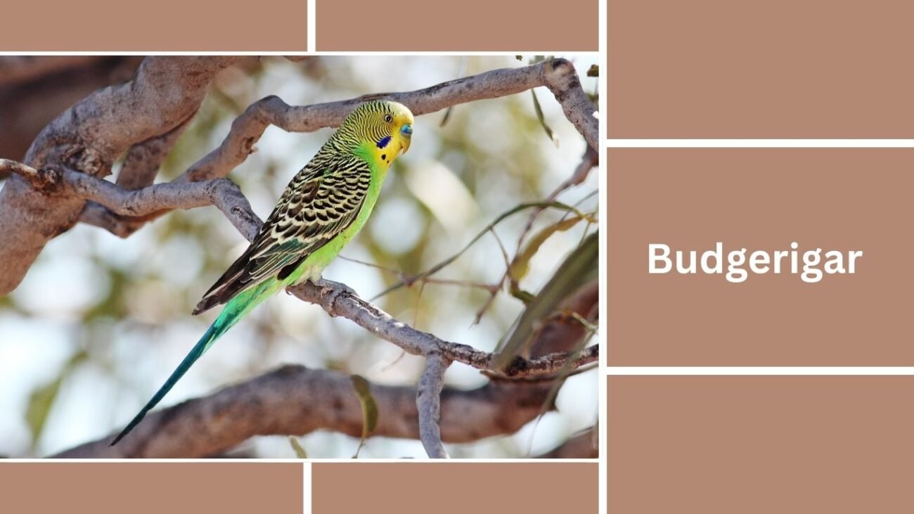 Budgerigar (Budgie)
